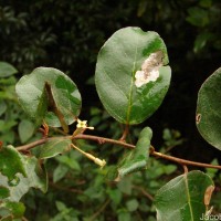 Elaeagnus latifolia L.